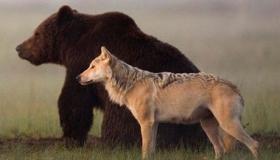 Начали работать оперативные группы из-за частого выхода волков и бурых медведей к населенным пунктам