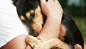 Информация о недопустимости жестокого обращения с животными